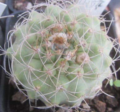 Matucana <br>sp