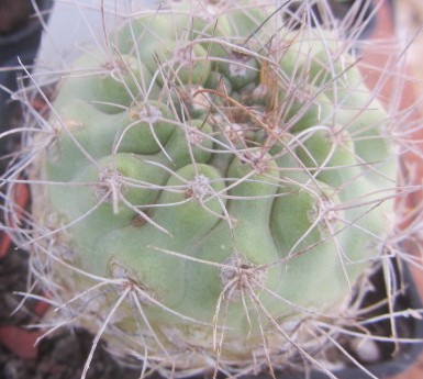 Matucana sp