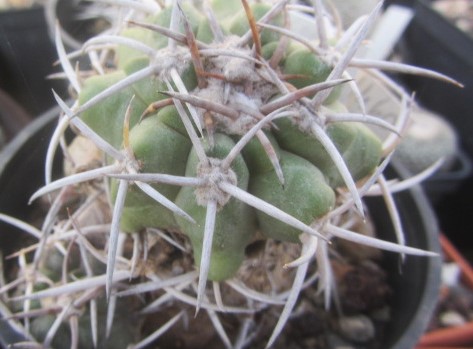 Copiapoa coquimbana alticostata