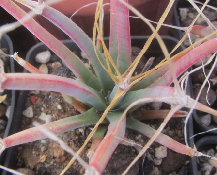 Leuctembergia principis