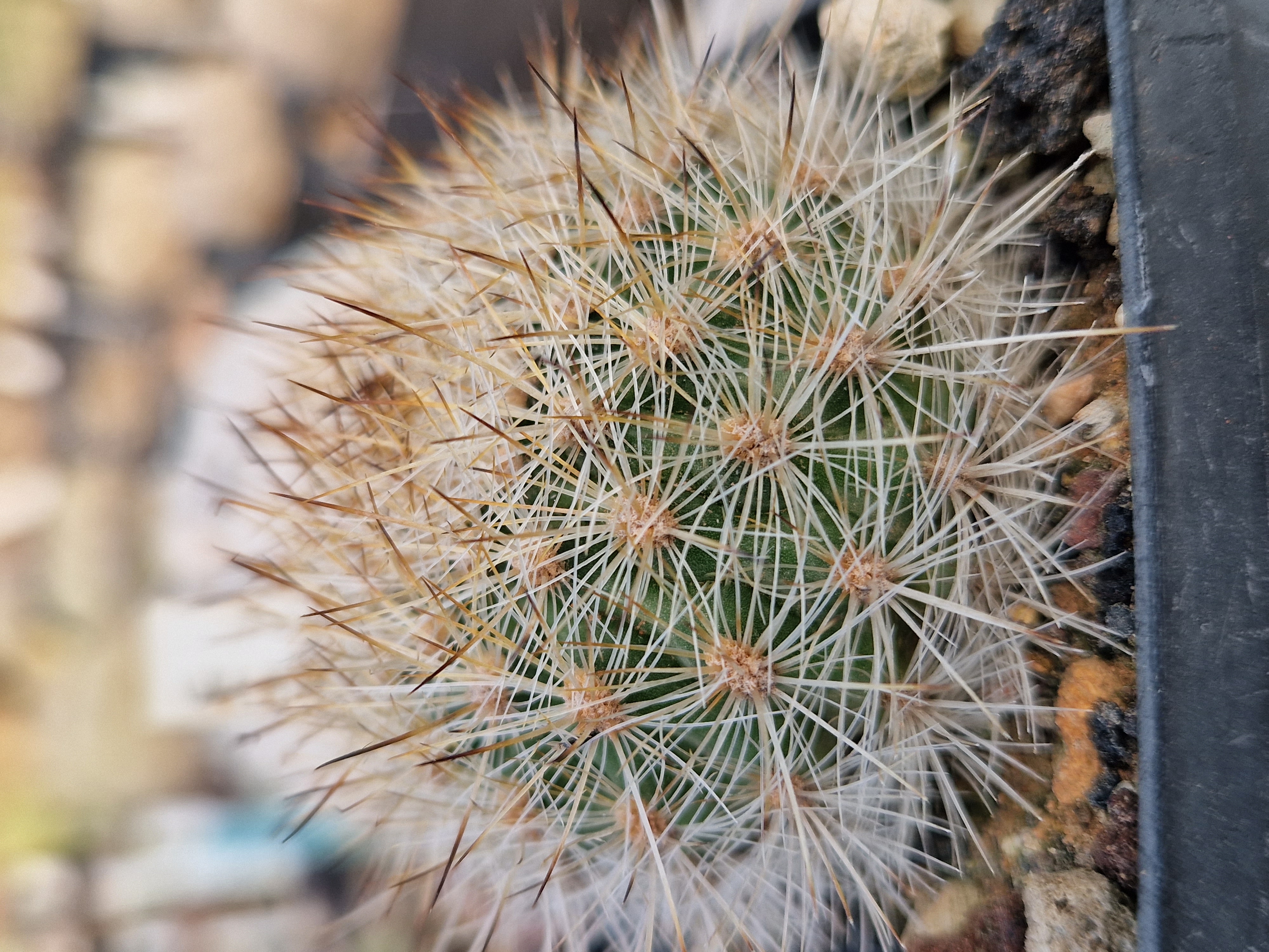 Matucana <br>haynei winteriana