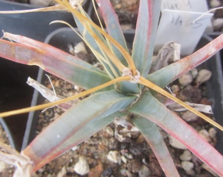 Leuctembergia principis