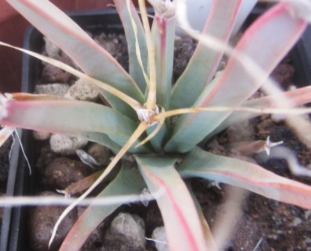 Leuctembergia principis