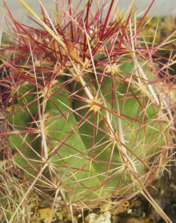 Thelocactus bicolor forma