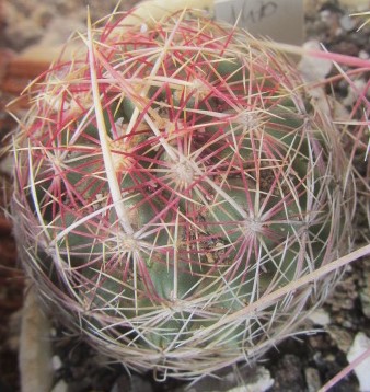 Thelocactus bicolor schwarzii