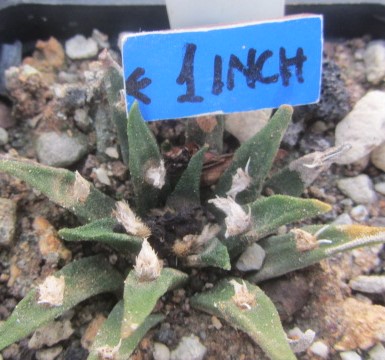 Ariocarpus agavoides