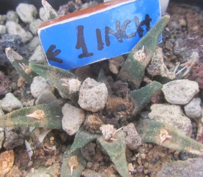 Ariocarpus agavoides