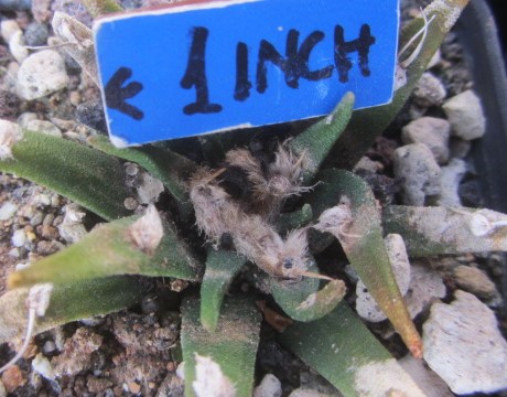 Ariocarpus agavoides form