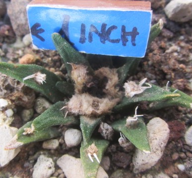 Ariocarpus agavoides