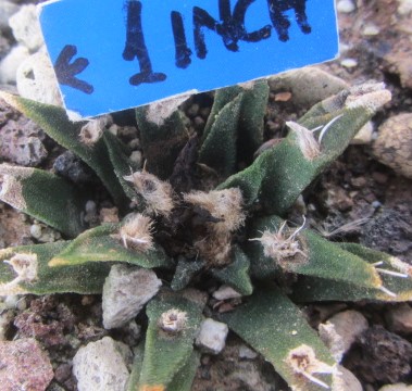 Ariocarpus <br>agavoides