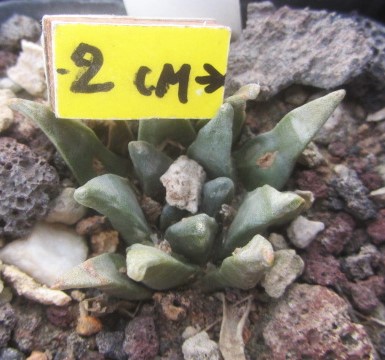 Ariocarpus <br>hybrid f2 aga x ret