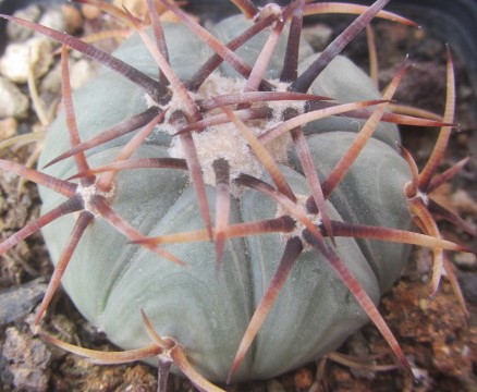 Echinocactus <br>horizonthalonius