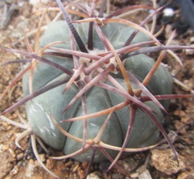 Echinocactus <br>horizonthalonius