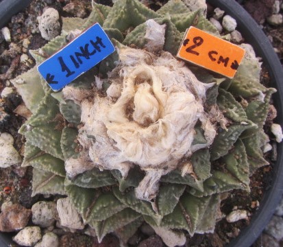 Ariocarpus hybrid f2 furf x hint