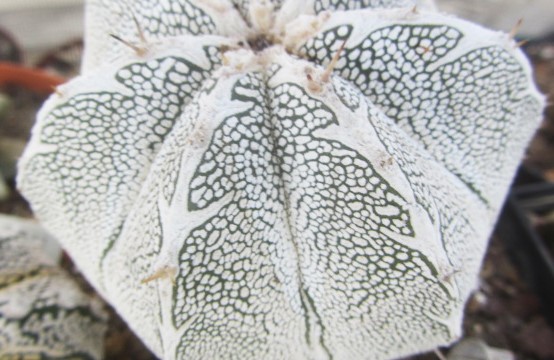 Astrophytum <br>myriostigma cv onzuka select 