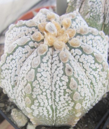 Astrophytum cv f3 cap x kab