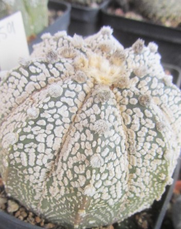 Astrophytum cv f3 cap x kab