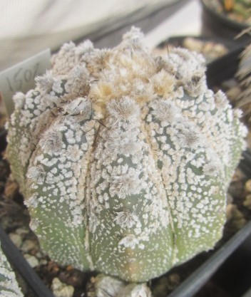 Astrophytum cv f3 cap x kab