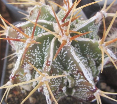 Astrophytum <br>ornatum cv fukuryu 