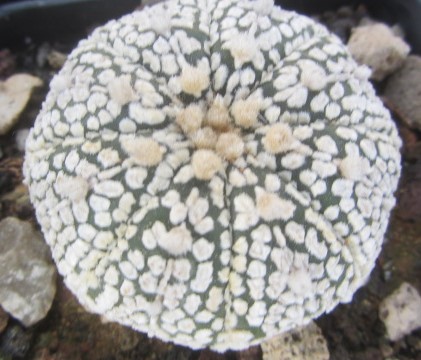 Astrophytum asterias kabuto