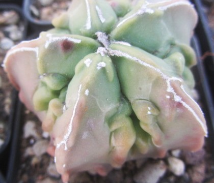 Astrophytum <br>myriostigma fukuryu nudum