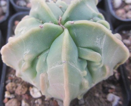 Astrophytum myriostigma fukuryu nudum