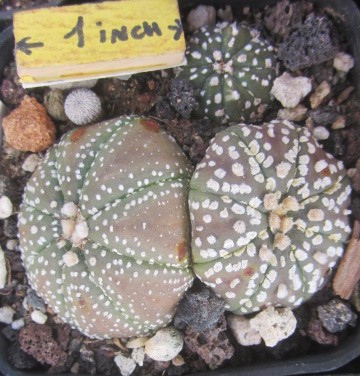 Astrophytum <br>asterias