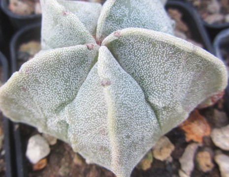 Astrophytum <br>myriostigma  fukuryu 