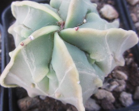 Astrophytum <br>myriostigma nudum fukuryu 