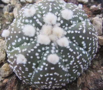 Astrophytum asterias form