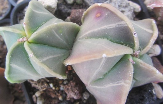 Astrophytum myriostigma fukuryu nudum