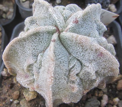 Astrophytum myriostigma fukuryu 