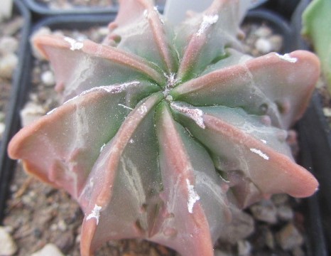 Astrophytum <br>myriostigma nudum forma