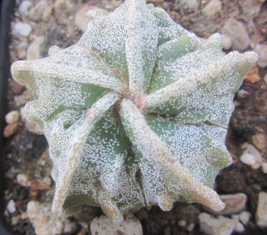 Astrophytum <br>myriostigma fukuryu