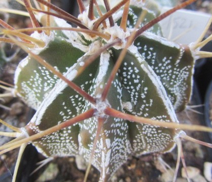 Astrophytum ornatum cv fukuryu 