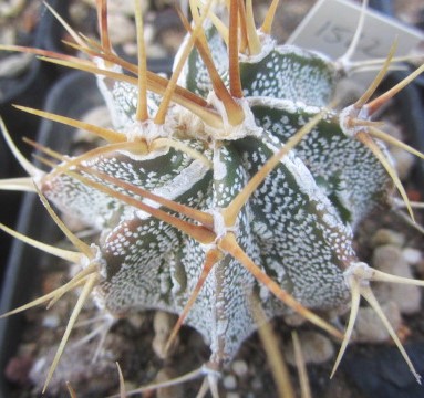 Astrophytum <br>ornatum cv fukuryu 