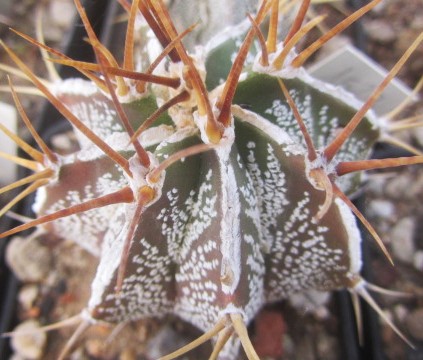 Astrophytum ornatum cv fukuryu 