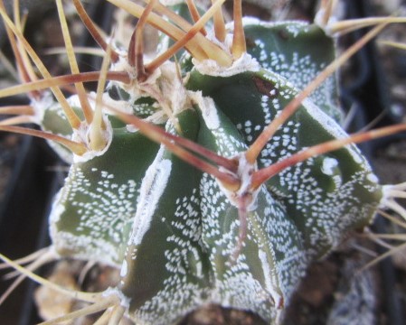 Astrophytum <br>ornatum cv fukuryu 