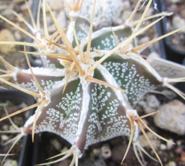 Astrophytum ornatum cv fukuryu 