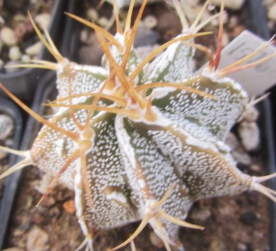 Astrophytum ornatum cv fukuryu 