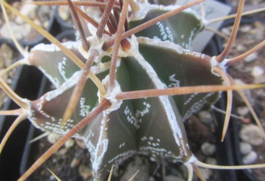 Astrophytum ornatum cv fukuryu 