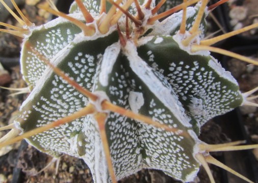 Astrophytum <br>ornatum cv fukuryu 