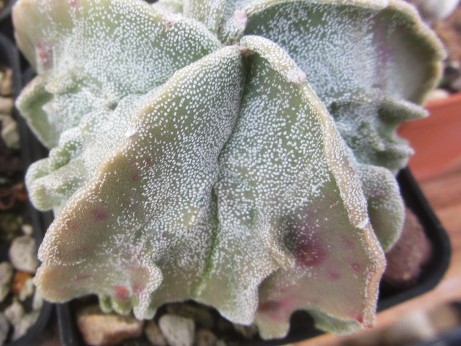 Astrophytum <br>myriostigma fukuryu