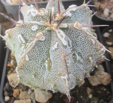 Astrophytum <br>myriostigma hybrid fukuryu