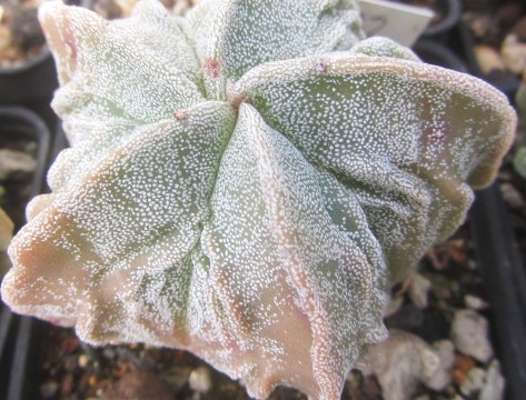 Astrophytum myriostigma fukuryu