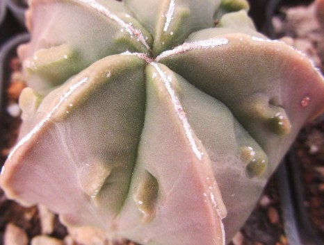 Astrophytum <br>myriostigma fukuryu nudum