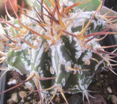 Astrophytum ornatum fukuryu