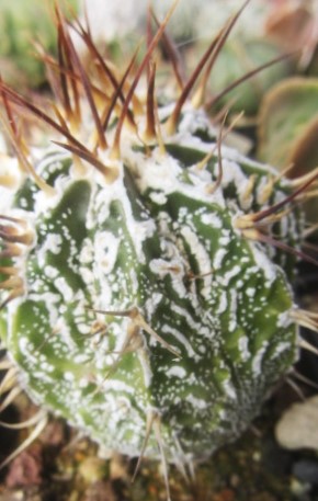 Astrophytum ornatum cv fukuryu 