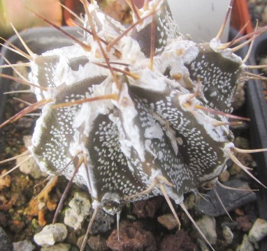 Astrophytum ornatum cv fukuryu 