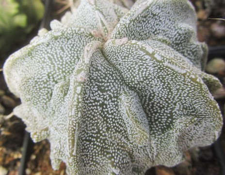 Astrophytum myriostigma fukuryu